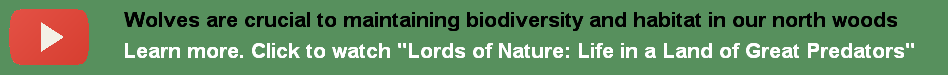 Wolves are crucial to maintaining biodiversity - learn more by watching "Lords of Nature"